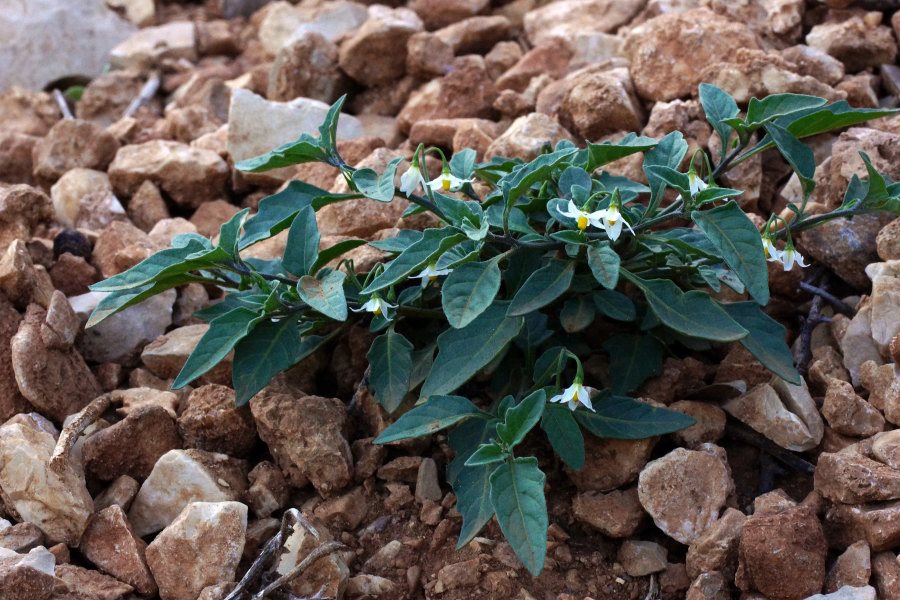 Solanum chenopodioides